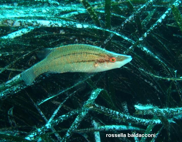 La Posidonia oceanica